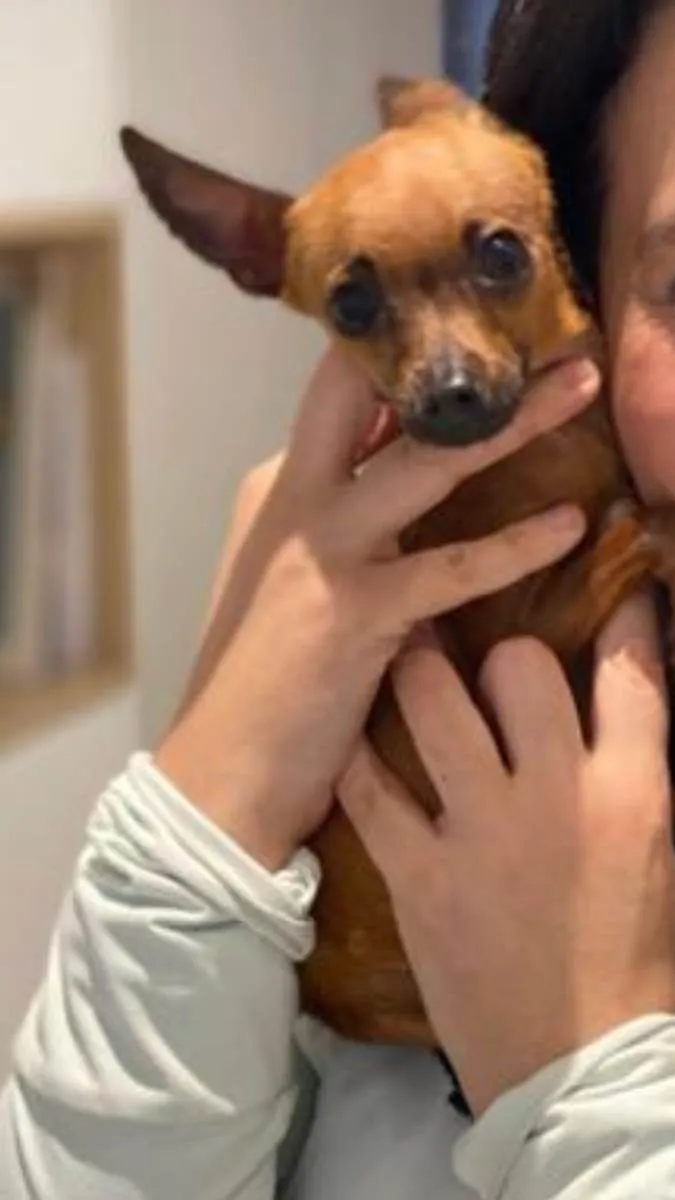 Cachorro raça Pinscher  idade 3 anos nome Cacau e Nina