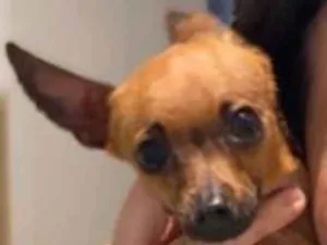 Cachorro raça Pinscher  idade 3 anos nome Cacau e Nina
