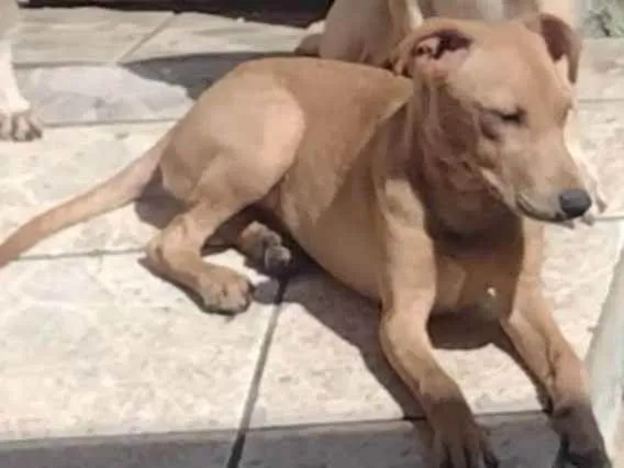 Cachorro ra a Srd idade 7 a 11 meses nome Cacau 