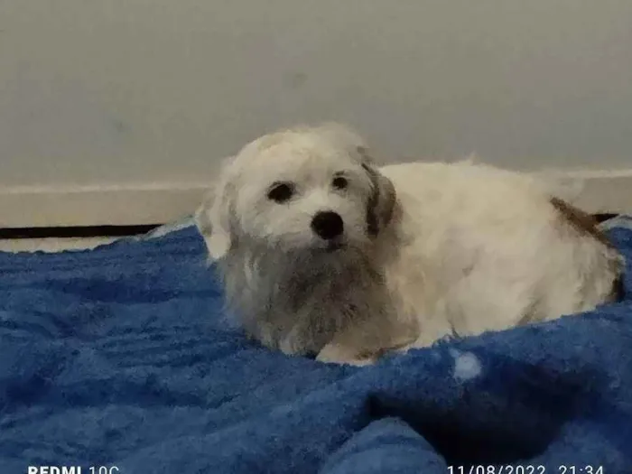 Cachorro raça Chitsu  idade 1 ano nome Mel