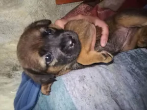 Cachorro raça Vira lata  idade Abaixo de 2 meses nome Não tem nome