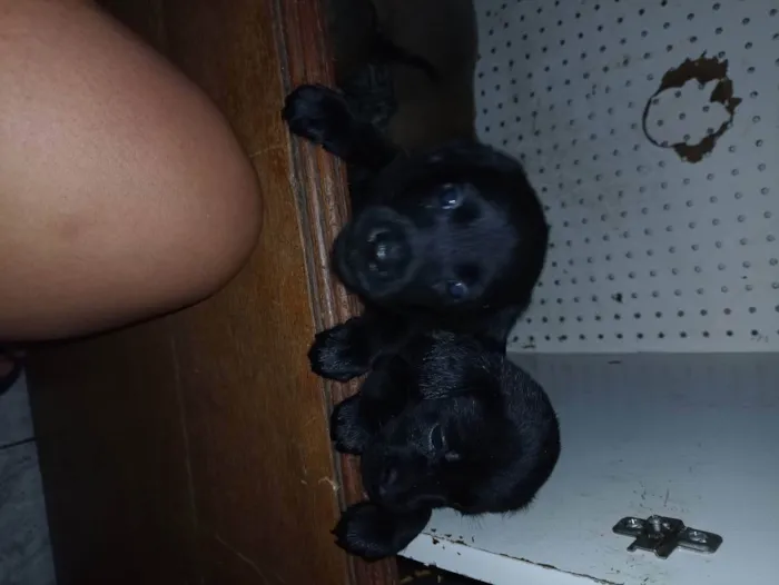 Cachorro ra a Vira lata  idade Abaixo de 2 meses nome Não tem nome