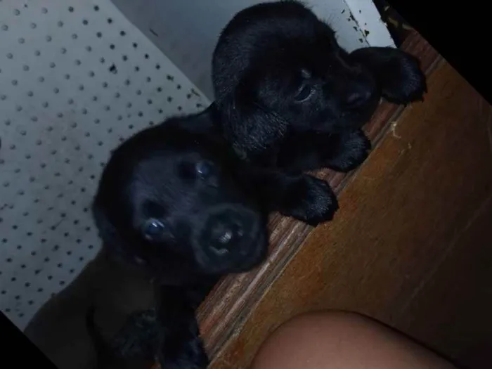 Cachorro ra a Vira lata  idade Abaixo de 2 meses nome Não tem nome