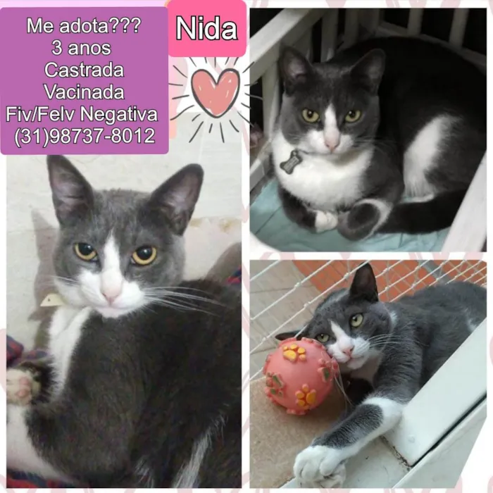 Gato raça SRD idade 3 anos nome Nida