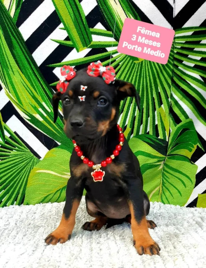 Cachorro raça  idade 2 a 6 meses nome Kiara 