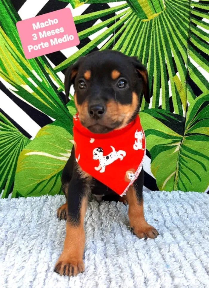 Cachorro raça  idade 2 a 6 meses nome Matteo