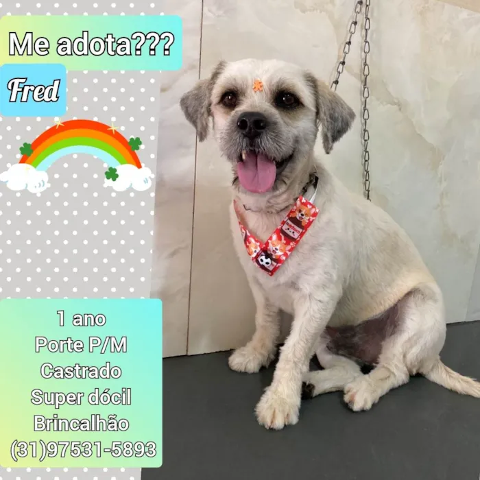 Cachorro raça Mix poodle idade 1 ano nome Fred