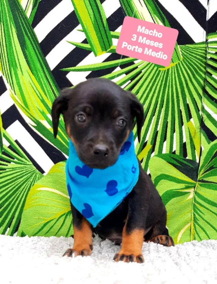 Cachorro raça  idade 2 a 6 meses nome Leo