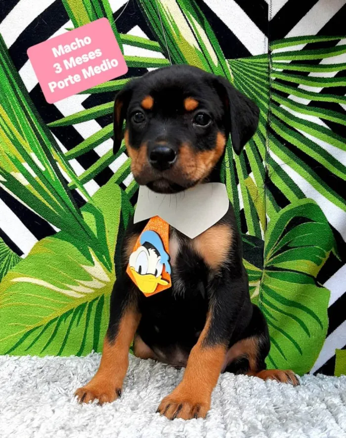 Cachorro raça  idade 2 a 6 meses nome Thor