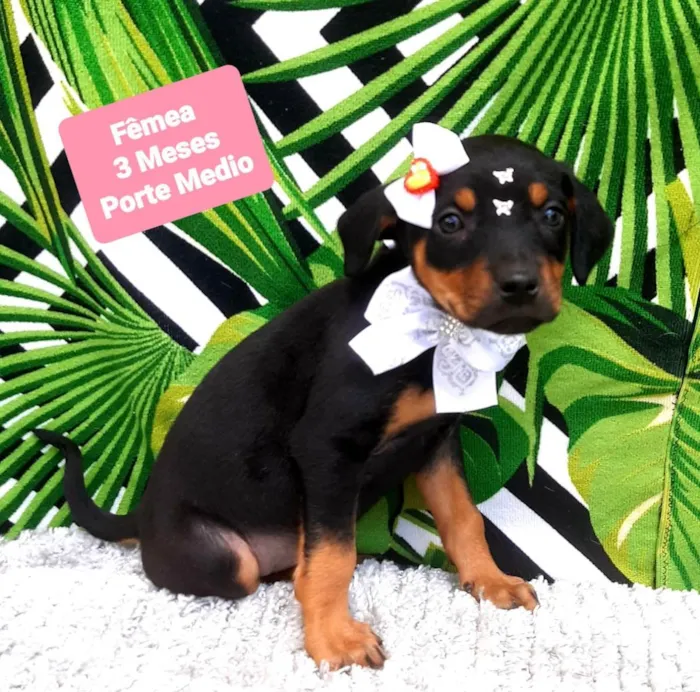 Cachorro raça  idade 2 a 6 meses nome Cloe 