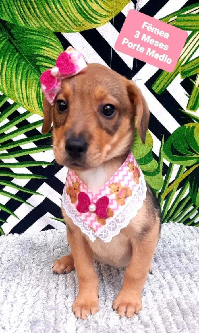 Cachorro raça  idade 2 a 6 meses nome Lua 