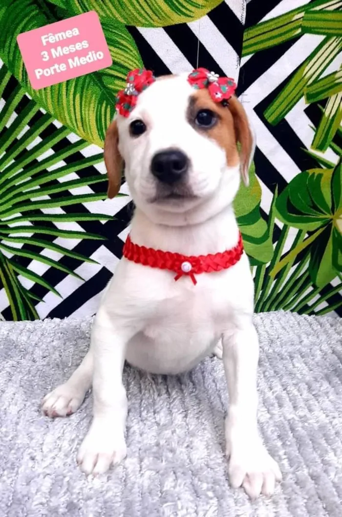 Cachorro raça  idade 2 a 6 meses nome Livia 