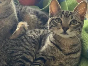 Gato raça Srd idade 2 a 6 meses nome Belzinha