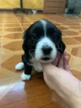 PRETINHA