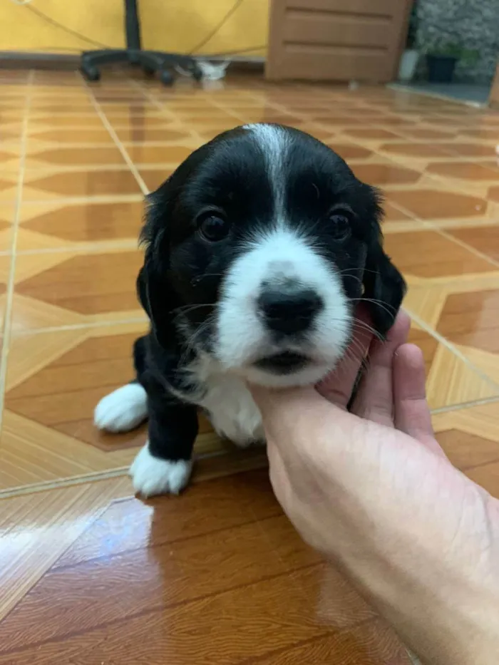 Cachorro raça INDEFINIDA idade Abaixo de 2 meses nome PRETINHA