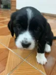 PRETINHA