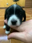PRETINHA