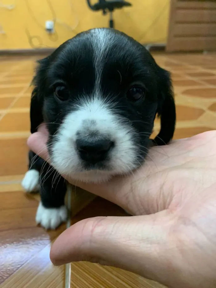 Cachorro raça INDEFINIDA idade Abaixo de 2 meses nome PRETINHA