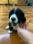 PRETINHA