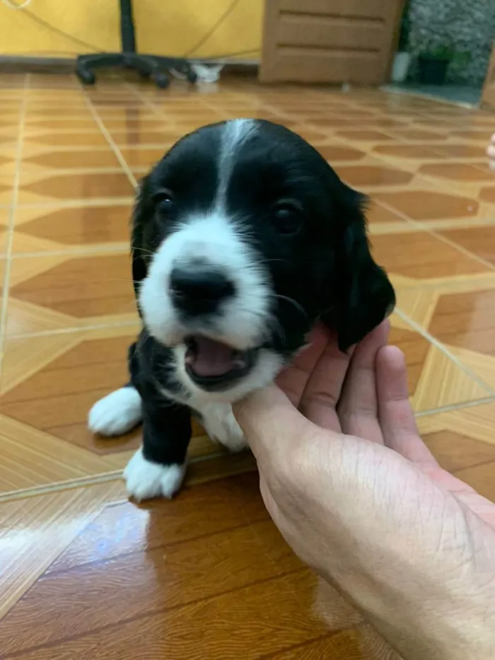 Cachorro raça INDEFINIDA idade Abaixo de 2 meses nome PRETINHA