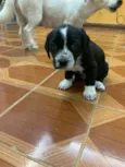 PRETINHA