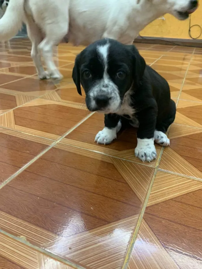 Cachorro raça INDEFINIDA idade Abaixo de 2 meses nome PRETINHA