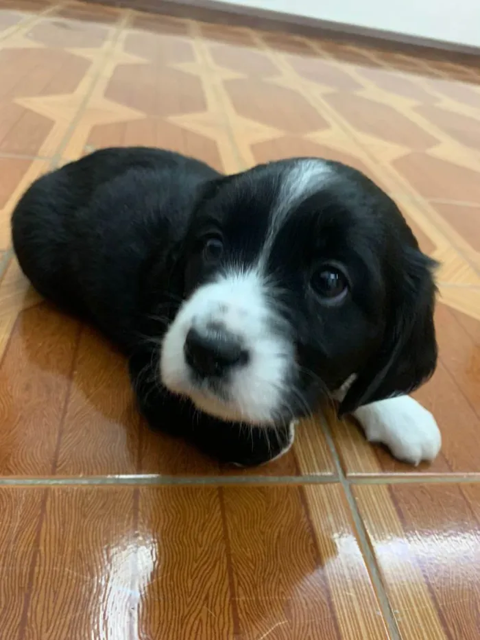 Cachorro raça INDEFINIDA idade Abaixo de 2 meses nome PRETINHA