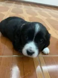 PRETINHA