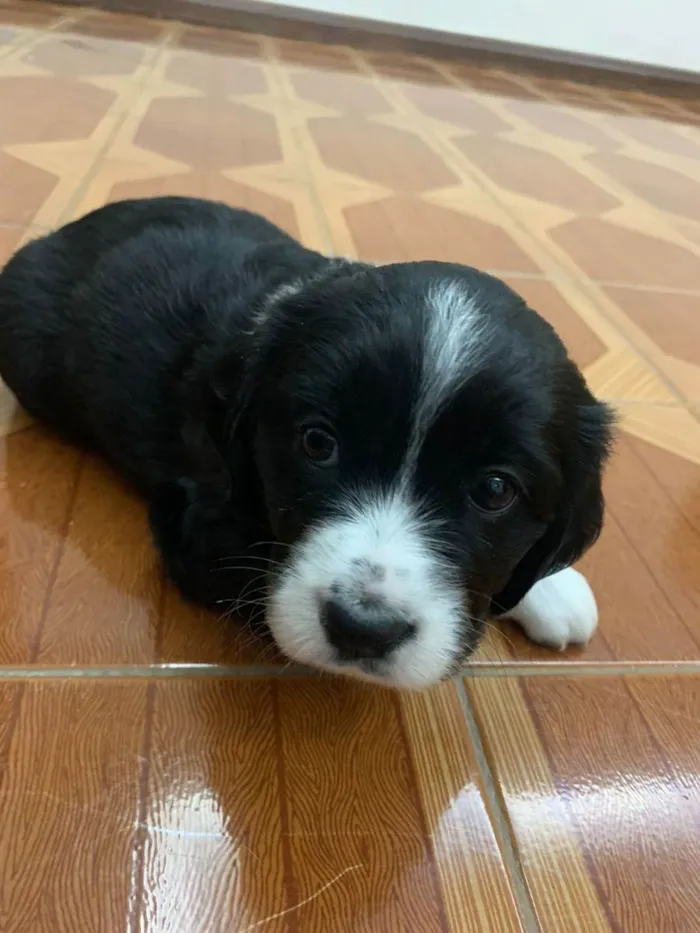 Cachorro raça INDEFINIDA idade Abaixo de 2 meses nome PRETINHA