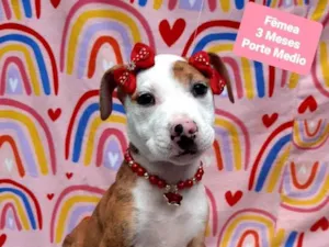 Cachorro raça  idade 2 a 6 meses nome Valentina