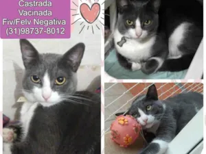 Gato raça SRD idade 3 anos nome Nida