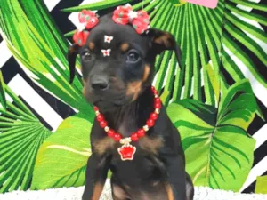 Cachorro raça  idade 2 a 6 meses nome Kiara 