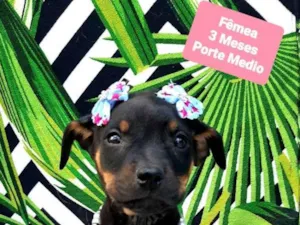 Cachorro raça  idade 2 a 6 meses nome Shakira