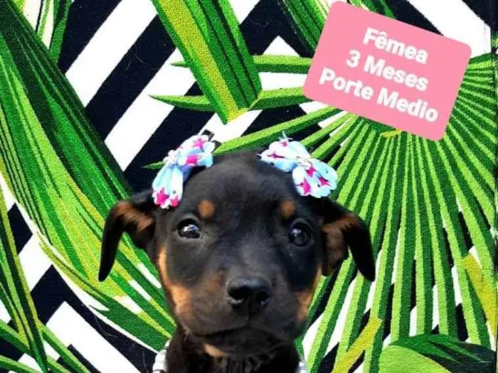 Cachorro raça  idade 2 a 6 meses nome Shakira