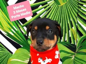 Cachorro raça  idade 2 a 6 meses nome Matteo