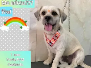 Cachorro raça Mix poodle idade 1 ano nome Fred