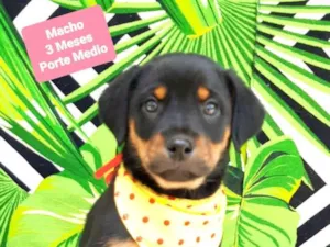 Cachorro raça  idade 2 a 6 meses nome Urso