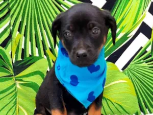 Cachorro raça  idade 2 a 6 meses nome Leo