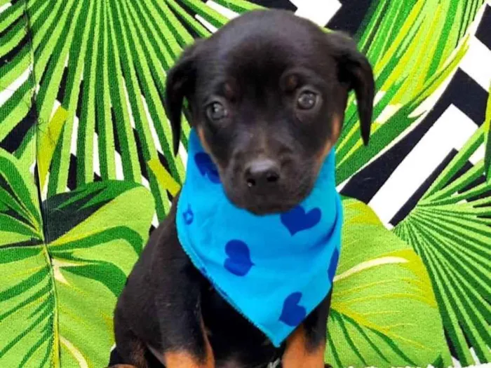 Cachorro raça  idade 2 a 6 meses nome Leo