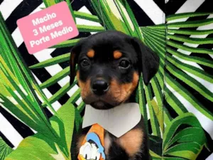 Cachorro raça  idade 2 a 6 meses nome Thor