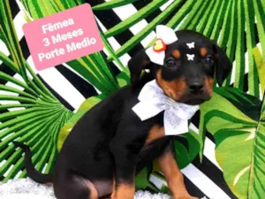 Cachorro raça  idade 2 a 6 meses nome Cloe 