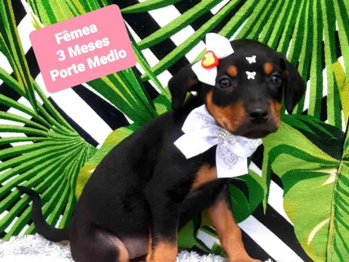 Cachorro raça  idade 2 a 6 meses nome Cloe 