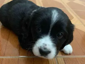 Cachorro raça INDEFINIDA idade Abaixo de 2 meses nome PRETINHA
