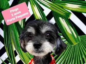 Cachorro raça  idade 2 anos nome Pingo 