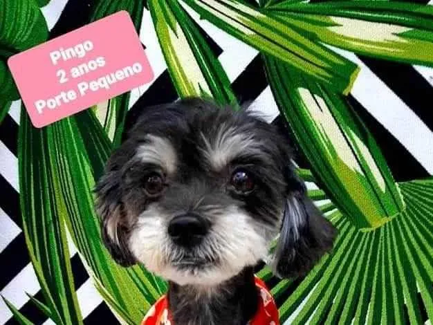Cachorro raça  idade 2 anos nome Pingo 