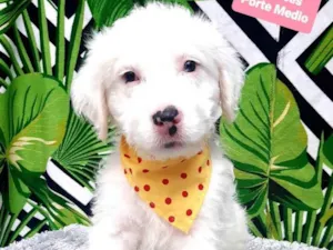 Cachorro raça  idade 2 a 6 meses nome Neve 