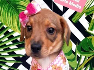 Cachorro raça  idade 2 a 6 meses nome Lua 