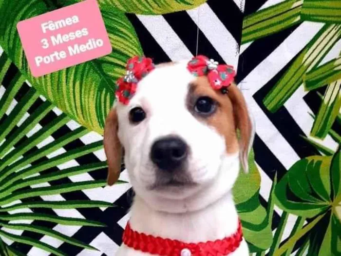 Cachorro raça  idade 2 a 6 meses nome Livia 