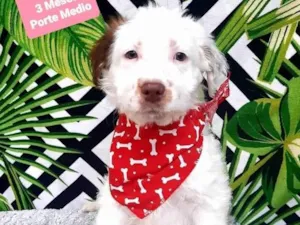 Cachorro raça  idade 2 a 6 meses nome Floquinho 