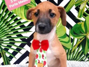 Cachorro raça  idade 2 a 6 meses nome Theo